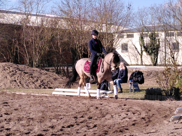 Welsh-B Castrone 10 Anni 136 cm Falbo in Trier