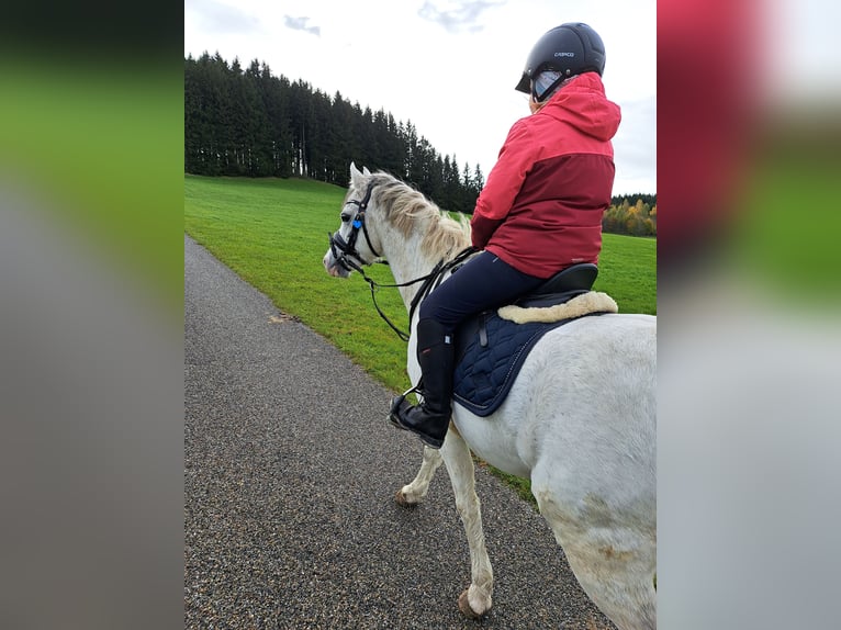 Welsh-B Castrone 10 Anni 136 cm Grigio in Aichstetten