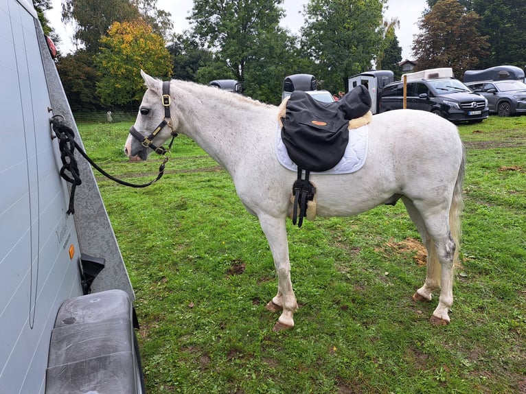 Welsh-B Castrone 10 Anni 136 cm Grigio in Aichstetten