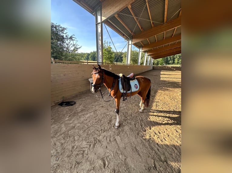 Welsh-B Castrone 10 Anni 137 cm Baio in Bad Rappenau