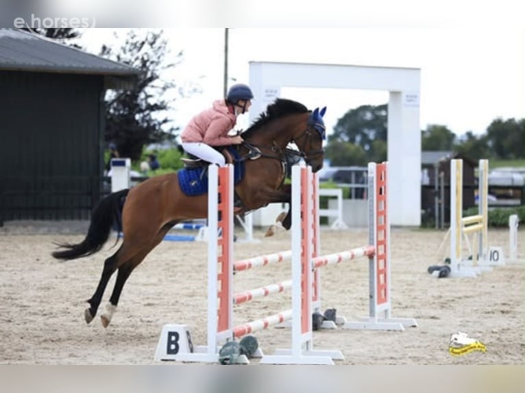 Welsh-B Castrone 10 Anni 147 cm Baio ciliegia in Kildare