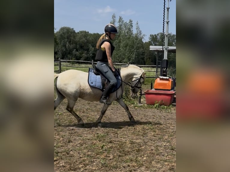 Welsh-B Castrone 11 Anni 125 cm Leardo in Lille