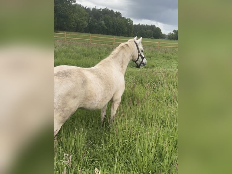 Welsh-B Castrone 11 Anni 125 cm Leardo in Lille