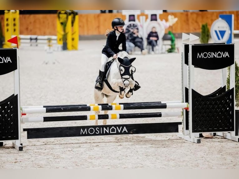 Welsh-B Castrone 11 Anni 126 cm Grigio in Olsztyn