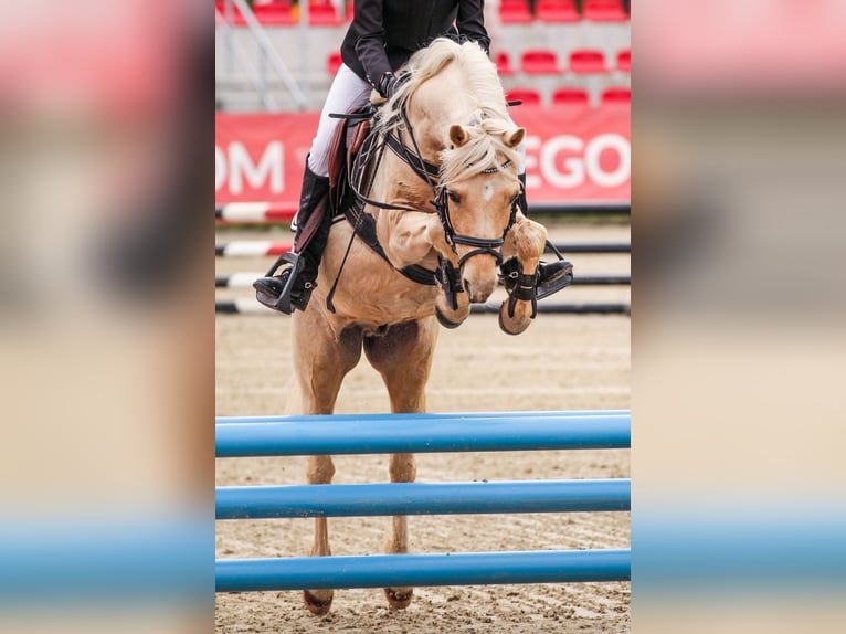Welsh-B Castrone 11 Anni 129 cm Palomino in Suchy dwór
