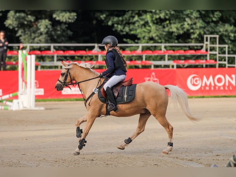 Welsh-B Castrone 11 Anni 129 cm Palomino in Suchy dwór