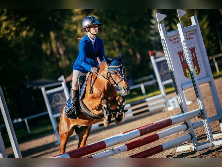 Welsh-B Castrone 11 Anni 130 cm Baio in Żnin