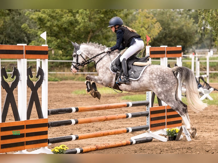 Welsh-B Castrone 11 Anni 132 cm Grigio pezzato in Berlin