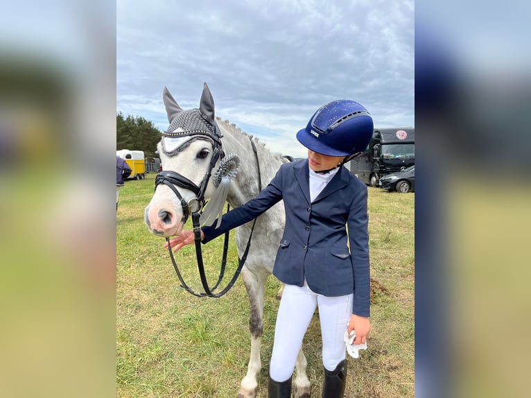 Welsh-B Castrone 11 Anni 132 cm Grigio pezzato in Berlin