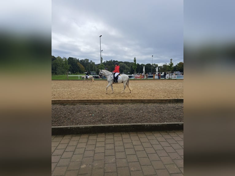 Welsh-B Castrone 11 Anni 136 cm Grigio in Aichstetten