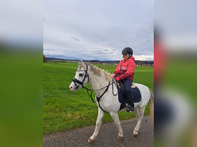 Welsh-B Castrone 11 Anni 136 cm Grigio in Aichstetten