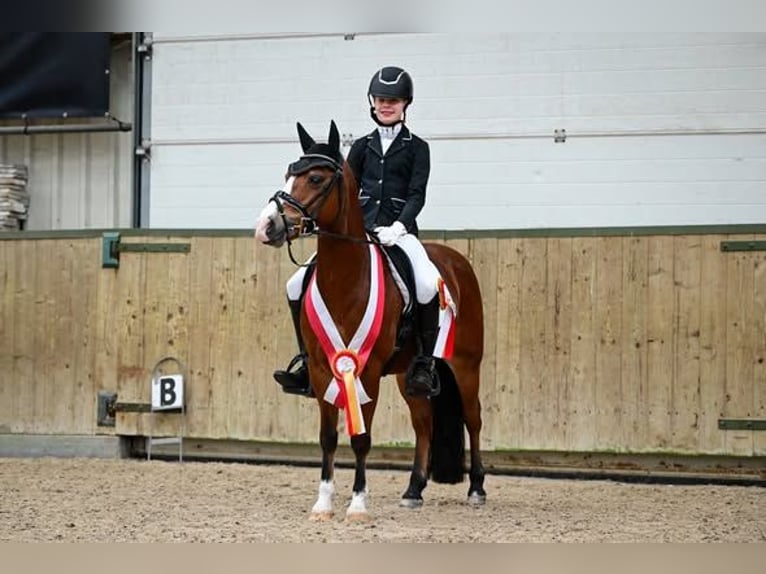 Welsh-B Castrone 12 Anni 127 cm Baio in Oudewater