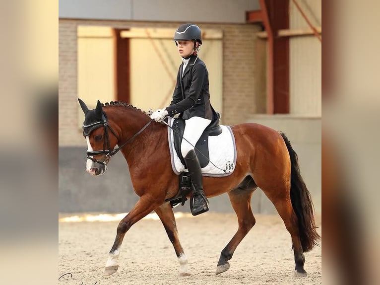 Welsh-B Castrone 12 Anni 127 cm Baio in Oudewater