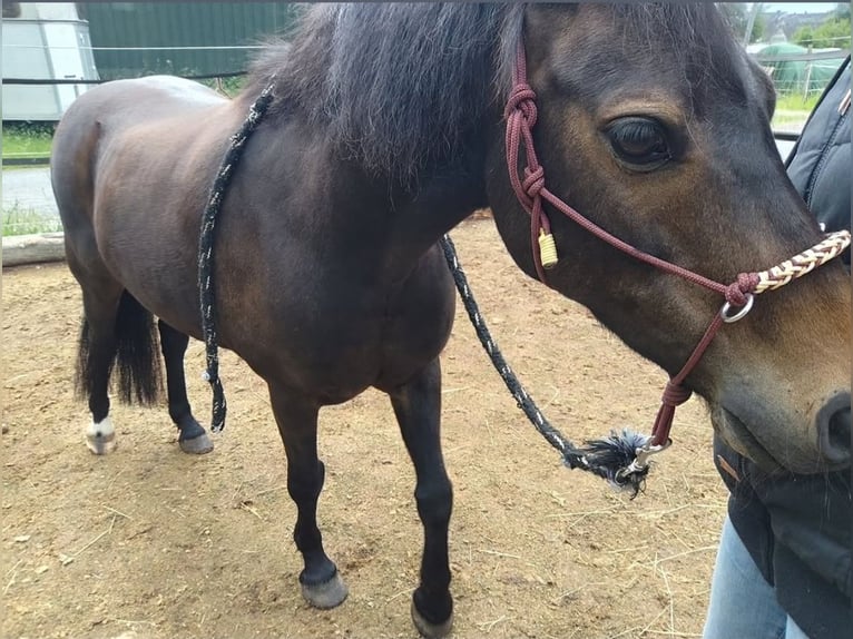 Welsh-B Mix Castrone 12 Anni 130 cm Morello in Kassel