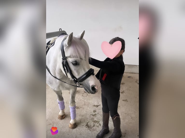 Welsh-B Mix Castrone 12 Anni 131 cm Grigio pezzato in Ulm