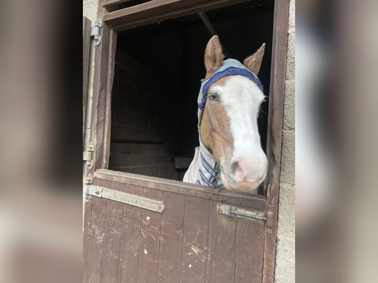 Welsh-B Castrone 12 Anni 132 cm Baio roano in Ipswich