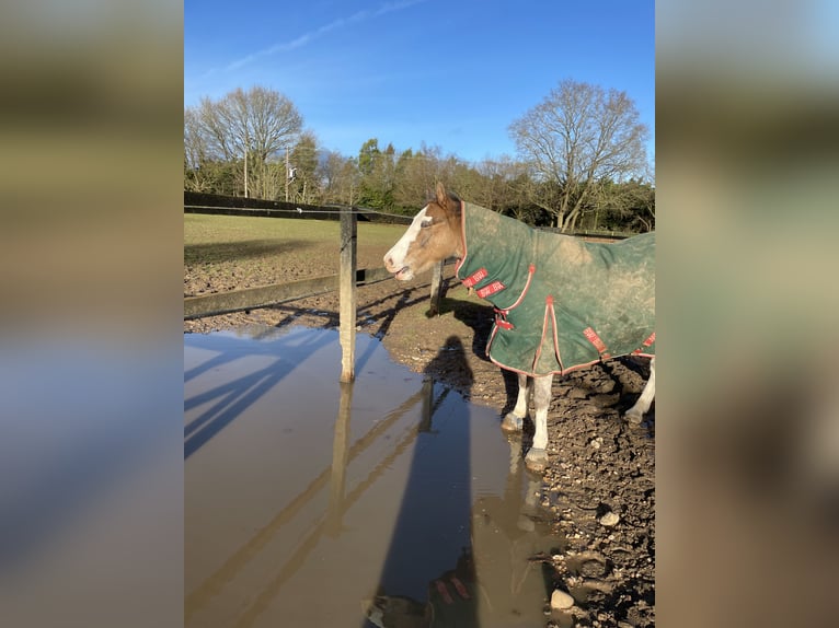 Welsh-B Castrone 12 Anni 132 cm Baio roano in Ipswich