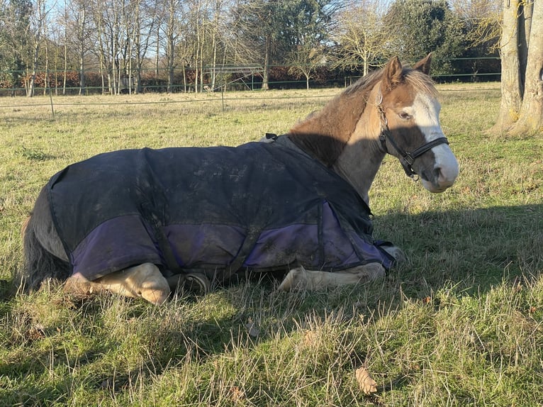 Welsh-B Castrone 12 Anni 132 cm Baio roano in Ipswich