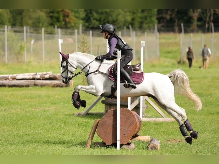 Welsh-B Castrone 12 Anni 136 cm Grigio in Klippan