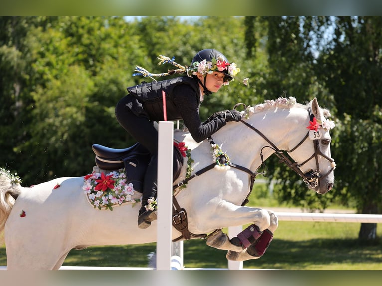 Welsh-B Castrone 12 Anni 136 cm Grigio in Klippan