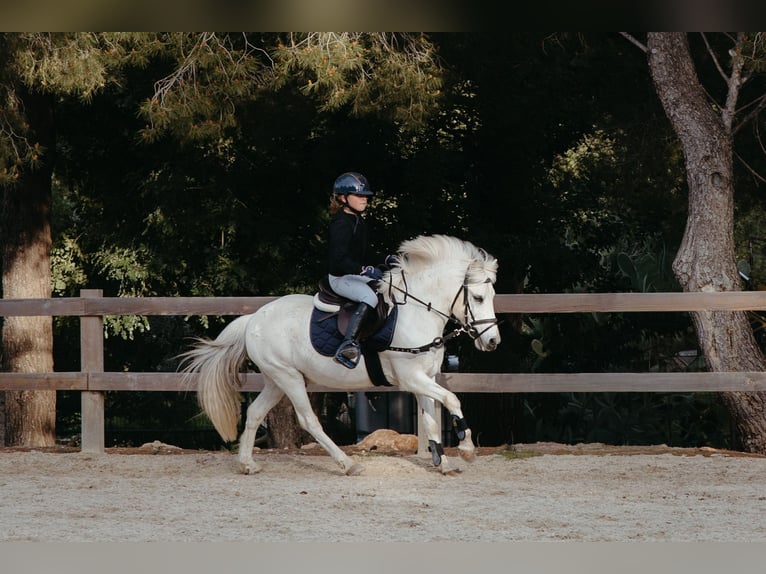 Welsh-B Mix Castrone 13 Anni 124 cm Grigio in Mallorca