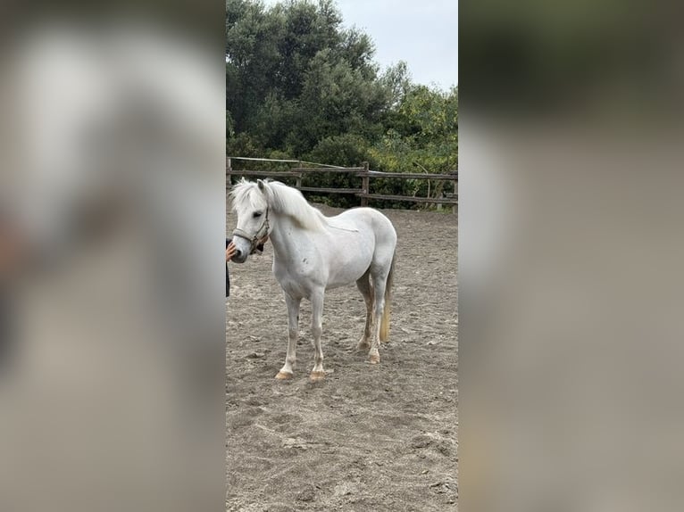 Welsh-B Mix Castrone 13 Anni 124 cm Grigio in Mallorca