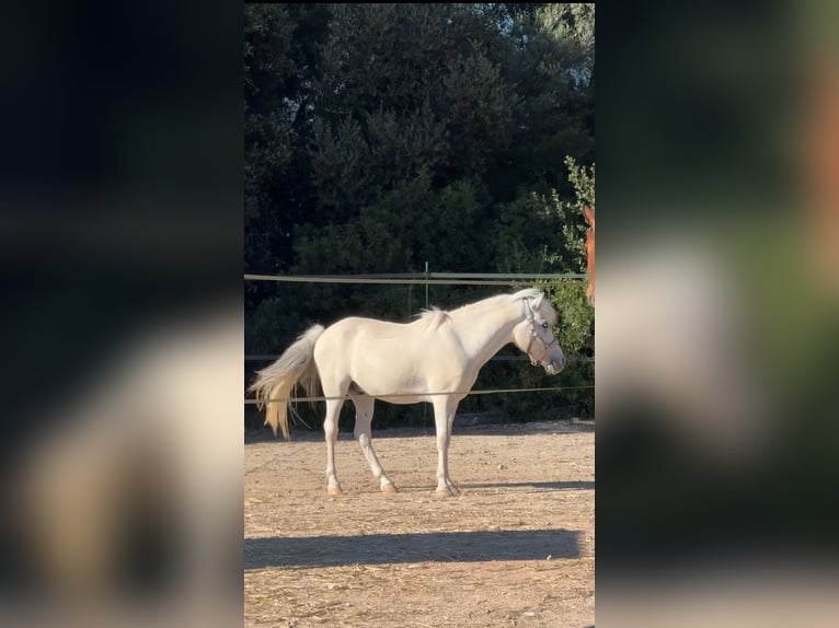 Welsh-B Mix Castrone 13 Anni 124 cm Grigio in Mallorca