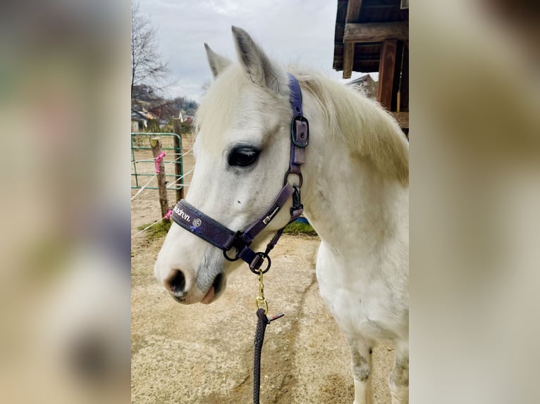 Welsh-B Mix Castrone 13 Anni 130 cm Grigio pezzato in Schopfheim