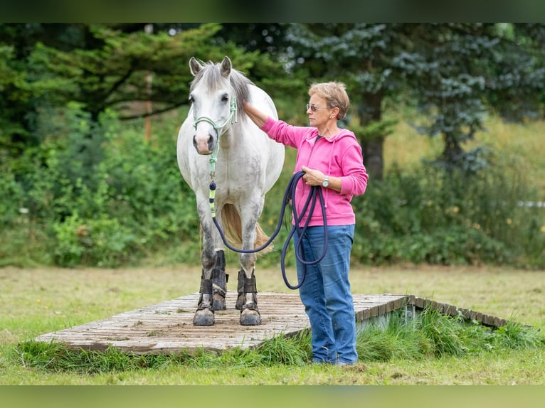 Welsh-B Mix Castrone 13 Anni 130 cm Grigio pezzato in Essen, Ruhr