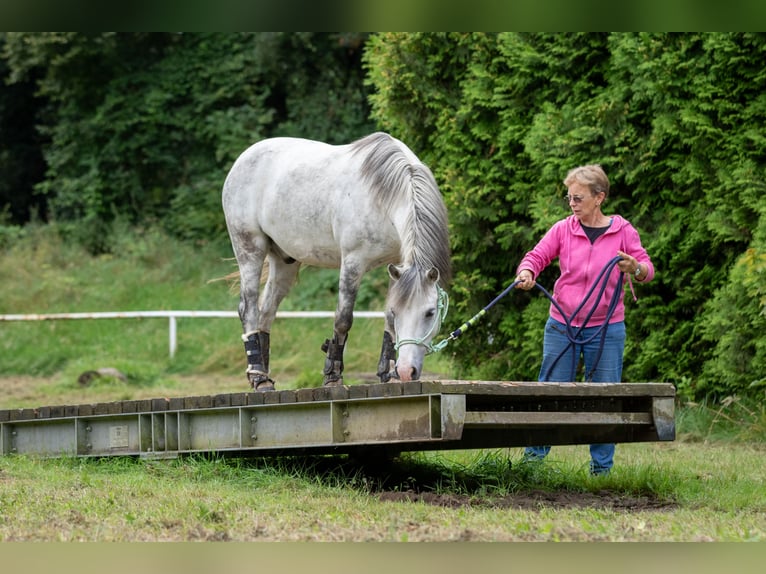 Welsh-B Mix Castrone 13 Anni 130 cm Grigio pezzato in Essen, Ruhr