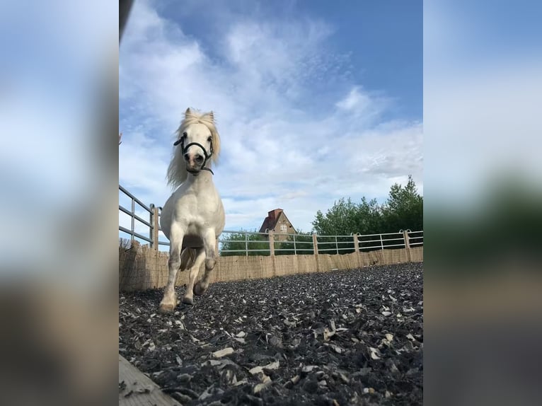 Welsh-B Mix Castrone 13 Anni 132 cm Grigio in Springe