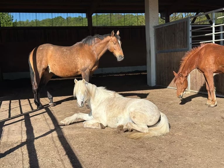 Welsh-B Mix Castrone 13 Anni 132 cm Grigio in Springe