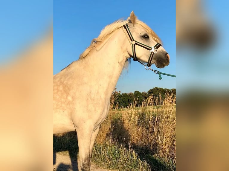 Welsh-B Mix Castrone 13 Anni 132 cm Grigio in Springe