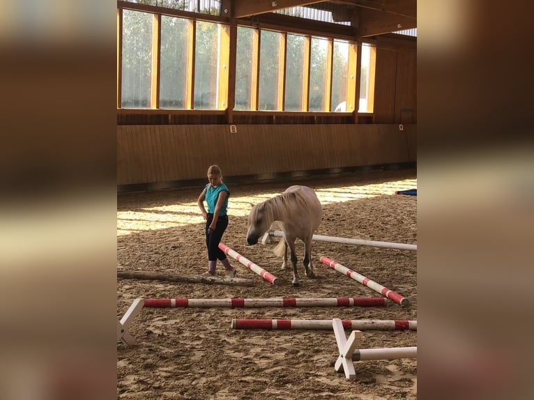 Welsh-B Mix Castrone 13 Anni 132 cm Grigio in Springe