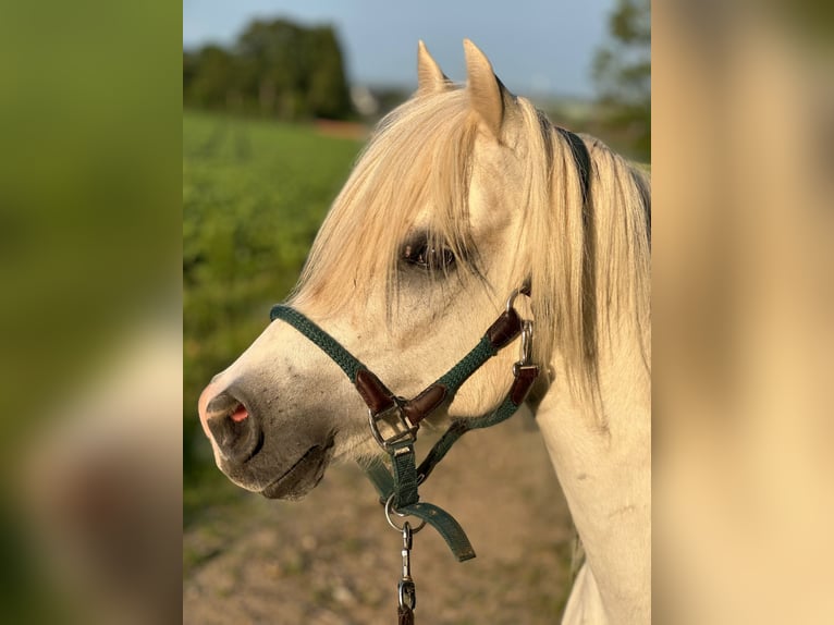 Welsh-B Mix Castrone 13 Anni 132 cm Grigio in Springe