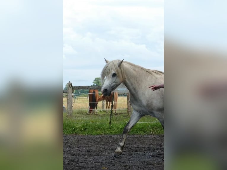 Welsh-B Mix Castrone 13 Anni 132 cm Grigio in Springe