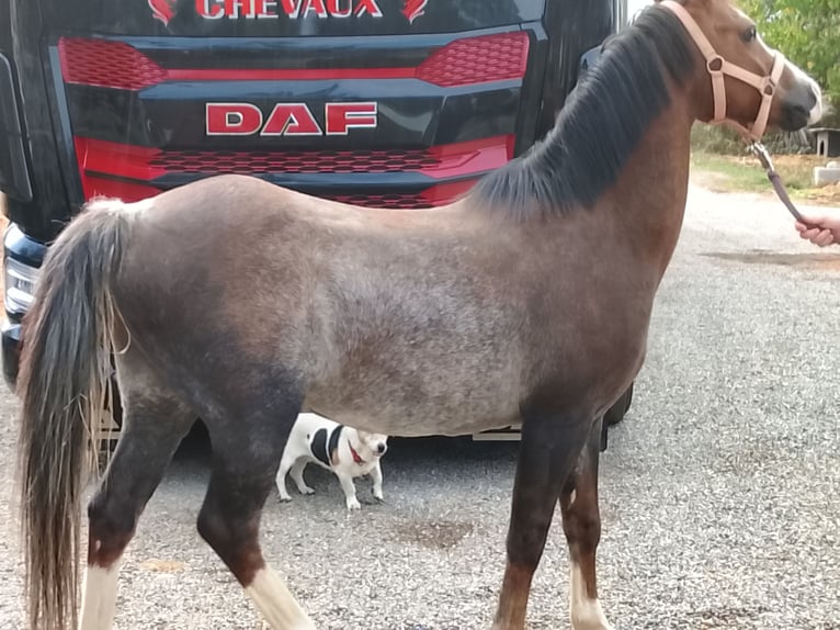 Welsh-B Castrone 13 Anni 133 cm Baio in Kembs