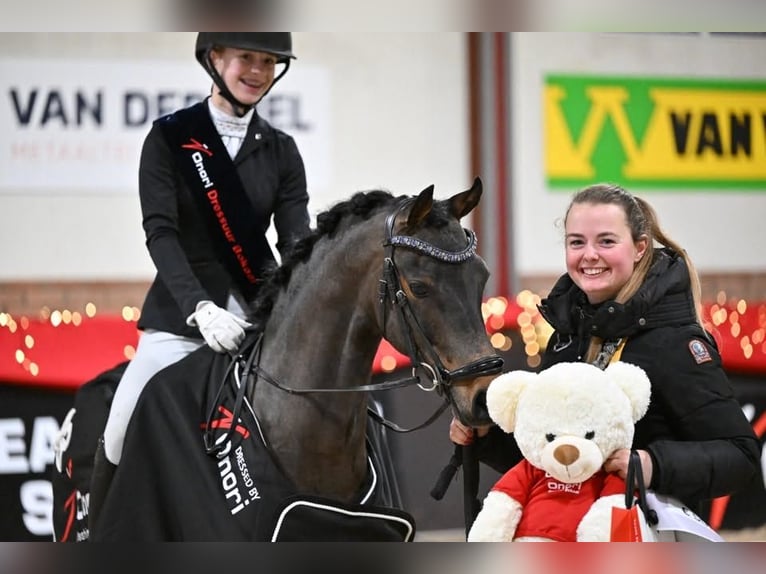 Welsh-B Castrone 13 Anni 134 cm Baio in Nieuwe Niedorp