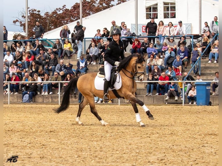 Welsh-B Castrone 13 Anni 135 cm Falbo in Otterstadt