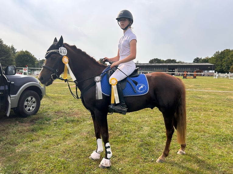 Welsh-B Castrone 13 Anni 139 cm Sauro in Wahlstedt