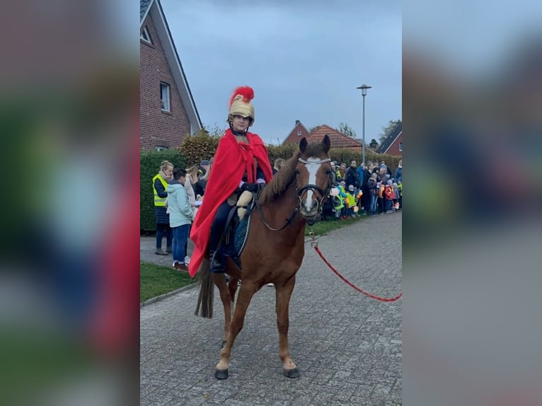 Welsh-B Castrone 13 Anni 140 cm Sauro in Dörpen