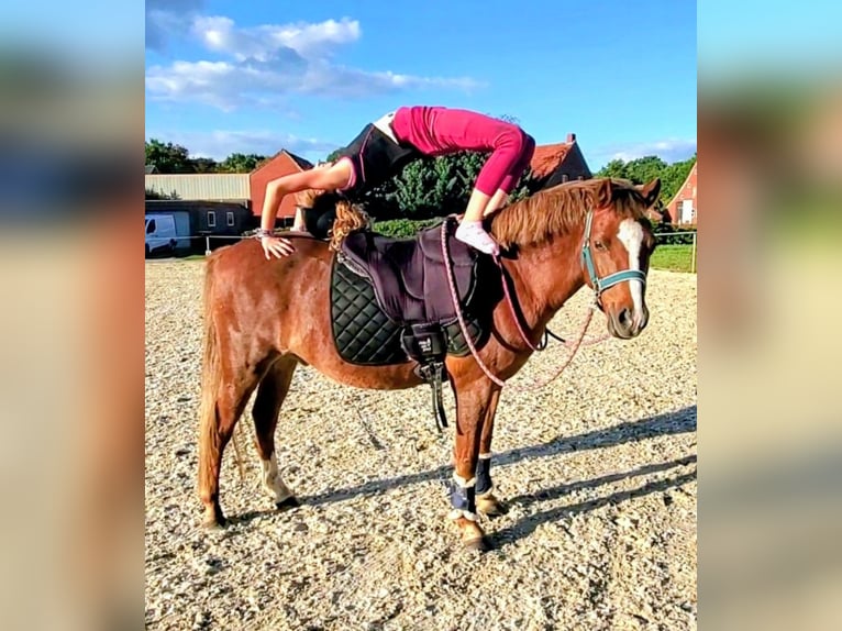 Welsh-B Castrone 13 Anni 140 cm Sauro in Dörpen