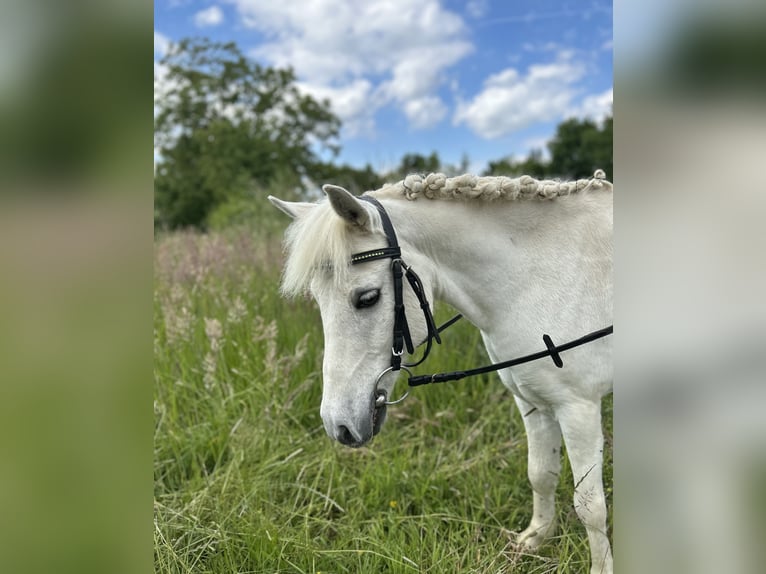 Welsh-B Mix Castrone 14 Anni 120 cm Grigio in Aldersbach