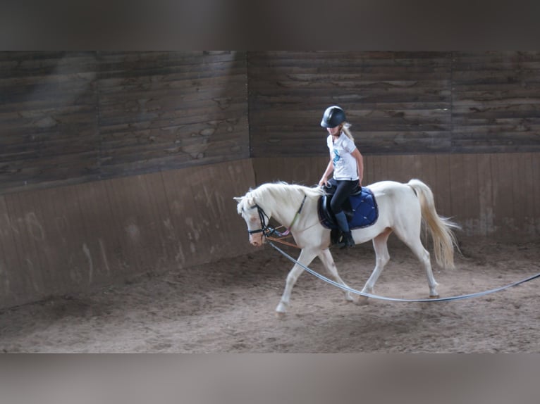 Welsh-B Mix Castrone 14 Anni 128 cm Cremello in Kupin