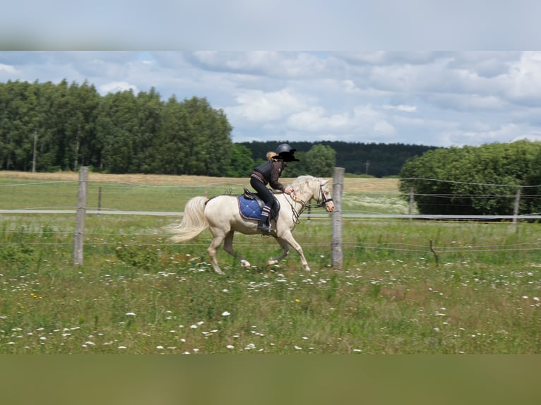 Welsh-B Mix Castrone 14 Anni 128 cm Cremello in Kupin