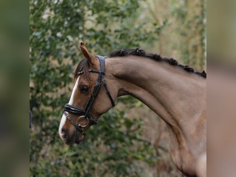 Welsh-B Castrone 14 Anni 135 cm Sauro scuro in Heemskerk