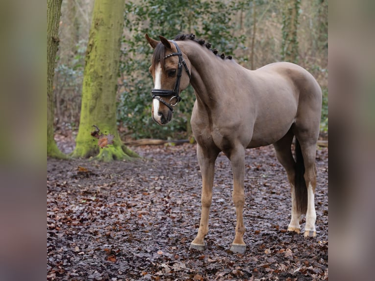 Welsh-B Castrone 14 Anni 135 cm Sauro scuro in Heemskerk