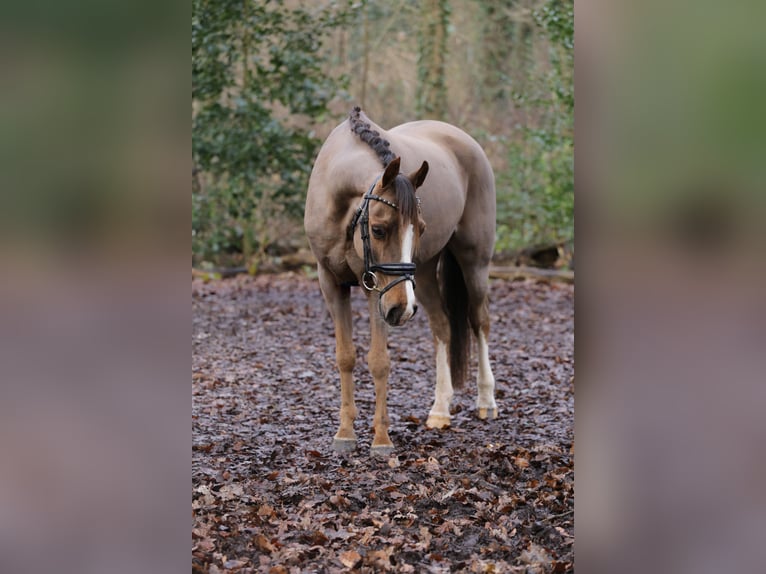 Welsh-B Castrone 14 Anni 135 cm Sauro scuro in Heemskerk