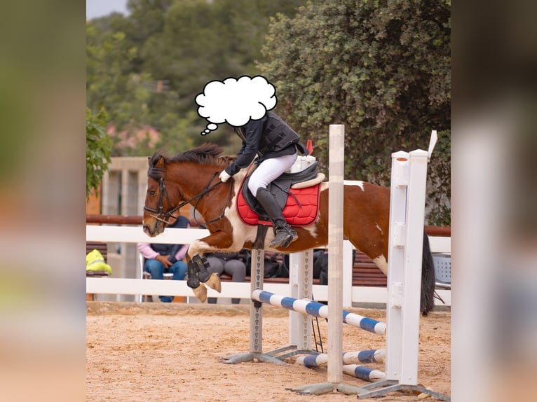 Welsh-B Mix Castrone 15 Anni 127 cm Pezzato in Lleida