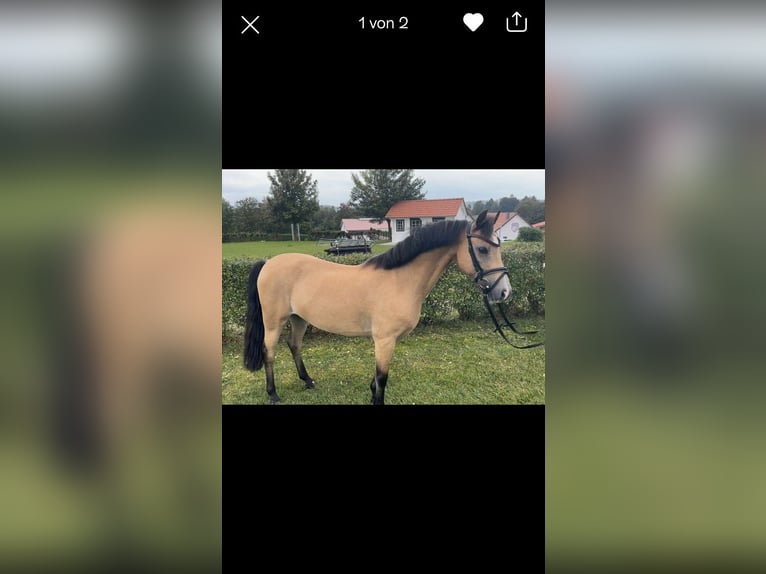 Welsh-B Castrone 15 Anni 130 cm Falbo in Greiling